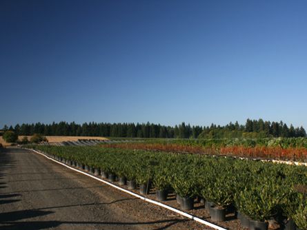 Productive Willamette Valley Oregon Irrigated Farm