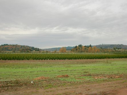 Productive Farmland in Jefferson Oregon