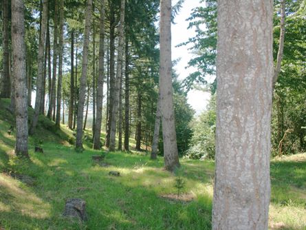 Trees and Meadows