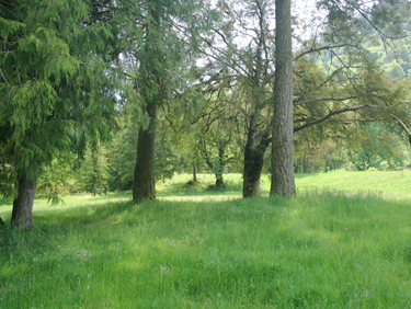 Timber, Meadows and Fenced Pastures