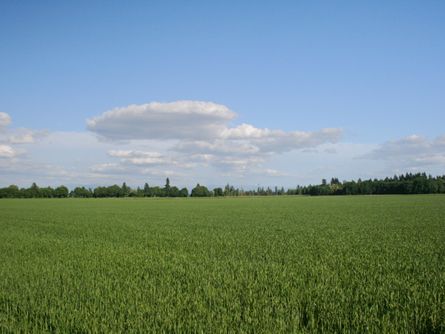 78 Acres Willamette Valley Farmland