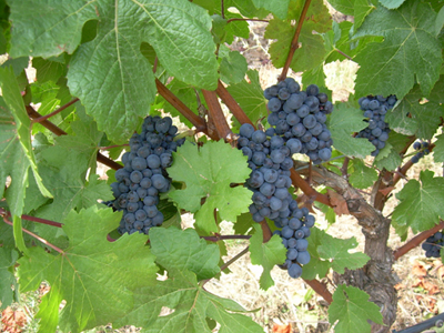Pinot Noir Grapes (Clone List Available)
