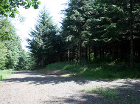 Beautiful Forest