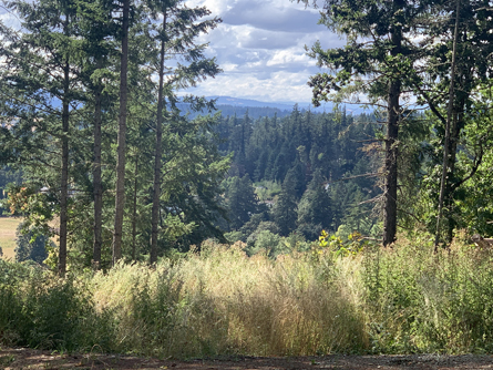 Majestic Trees and Beautiful Views