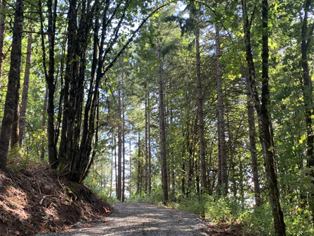 Trees and Seasonal Creek