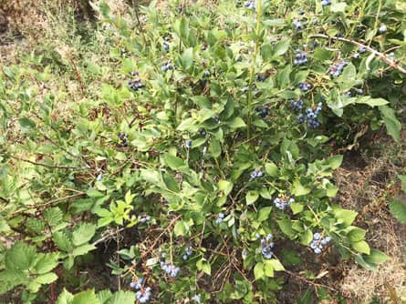 Approximately 60 acres of Blueberries