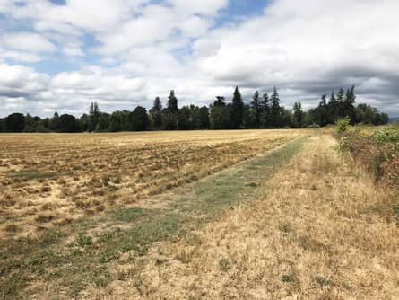 Approximately 25 acres in grass seed