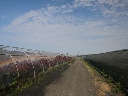 Irrigated Greenhouse Nursery