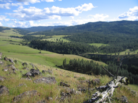 Trees and Meadows