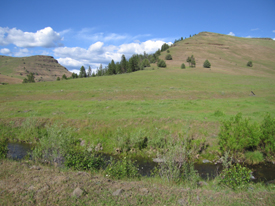 Creek and Meadow