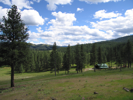 Trees and Meadows