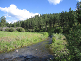 Year-Round Creek