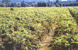 Marionberries