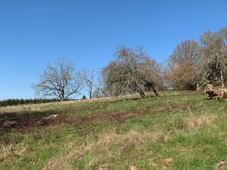 Trees and Meadow