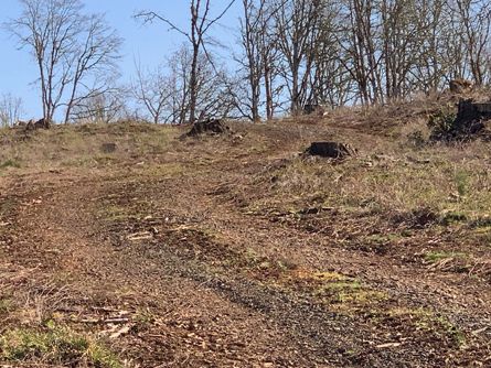 Logged areas have been reforested