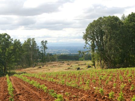 Approx.  4 acres planted in Christmas Trees