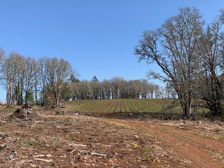 Logged Areas have been replanted