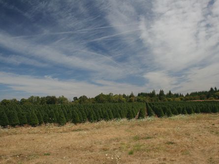 Short Term Lease on Christmas Tree Land