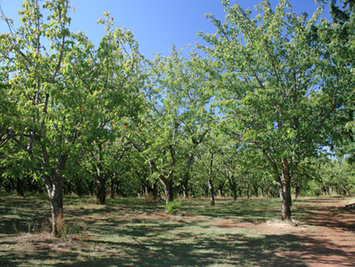 12 Acres in Cherry Orchard