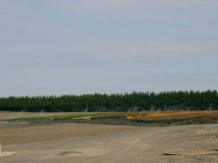 McCammon Farm: Irrigated Graveled Container Nursery
