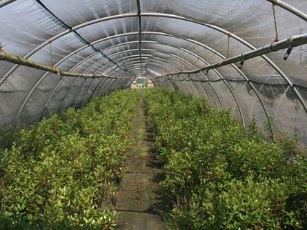 Interior of Hoop houses on Schefflin Farm