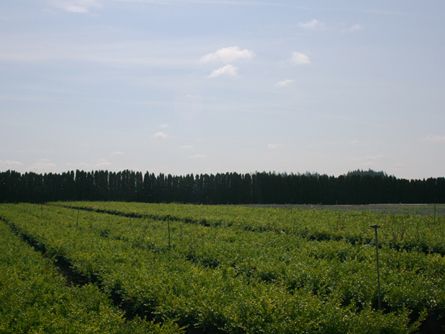 Irrigated Graveled Container Yard Nursery