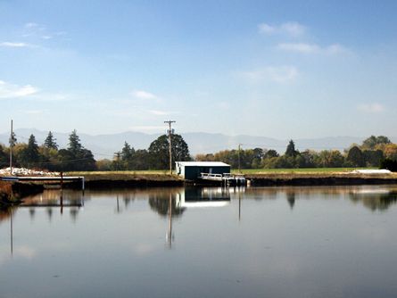 Lake Reservoir for Irrigated Graveled Container Yard Nursery