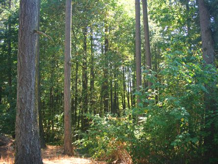 Extensive Timber and Assorted Speciman Trees