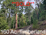 160 acres of Timberland in Azalea for sale