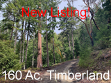 160 acres of Timberland in Azalea for sale