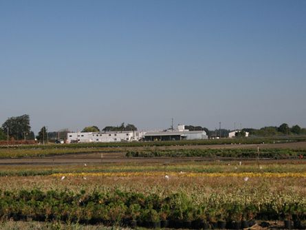 Irrigated Container Yard Nursery