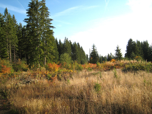 42 Acres Oregon Land For Sale