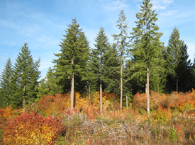 Year-Round Creek and Timbered Area