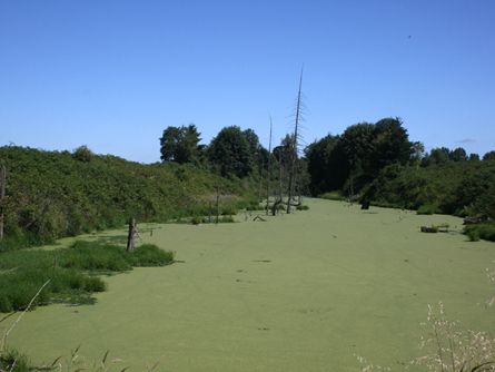 Creek, Dam and Reservoir