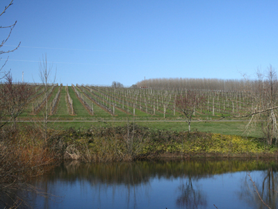 Willamette Valley Oregon Irrigated Vineyard for Sale