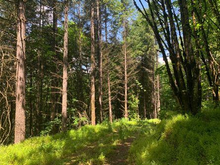 Trees and Seasonal Creek