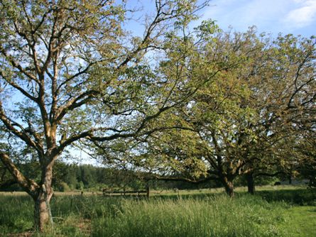 Picturesque and Productive Wilsonville Land for Sale