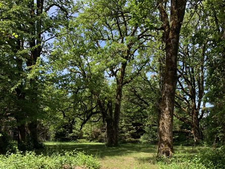 Riding trails through the trees