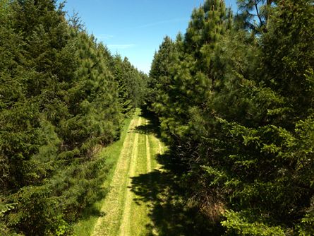 Private trails throughout the timber