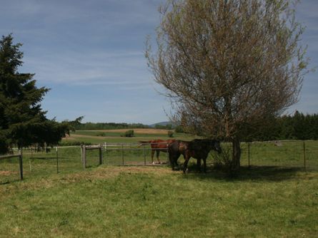 Large Fenced Pasture and 2 Paddocks