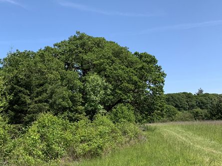 Majestic trees and tranquil  meadows