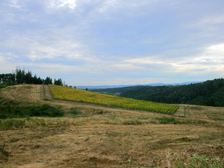 Yamhill County Vineyard Land