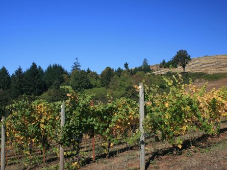 Producing Pinot Noir planted in 2010