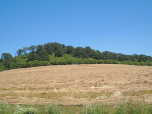 Approximately 64 Acres Cultivated